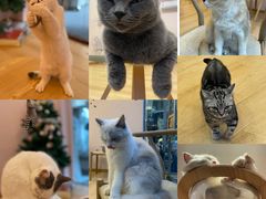 -猫咪派对(江南西店)