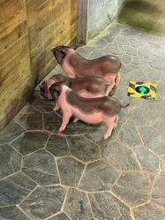 -Zoolung Zoolung动物主题公园(海信广场店)