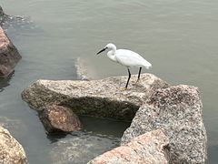 -深圳湾公园(南山区)