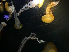 -欢乐海岸海洋奇梦馆
