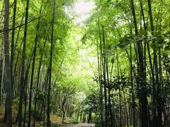 -杭州半山国家森林公园