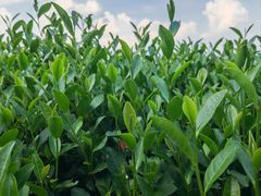 -午潮山国家森林公园