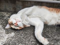 -老西关濑粉(文明路店)