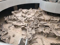 -自贡恐龙博物馆