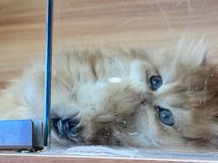 -猫十亿·布偶金渐层·曼基康矮脚猫舍(青年路店)