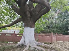 -成都市活水公园