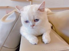 -猫腻·猫咖·撸猫馆(星光大道店)
