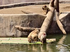 -合肥野生动物园