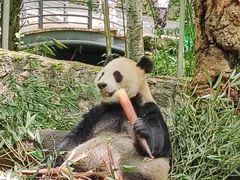 -都江堰中华大熊猫苑