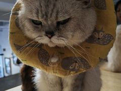 -more than meow吴止猫主题餐厅(承德 中船汇店)