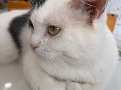 -喵园·猫主题咖啡厅·撸猫·猫咖(国贸店)