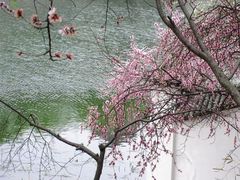 -桃花堤公园