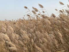 -野鸭湖国家湿地公园