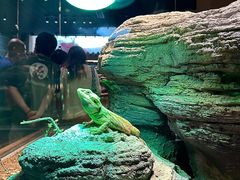 -帕帕拉兹宠物(亚洲旗舰店)