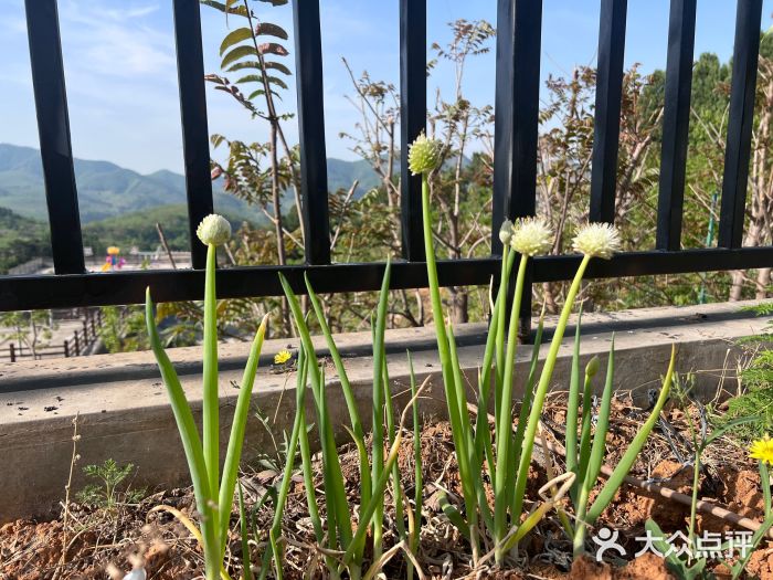 梨木台悦来客农家院图片