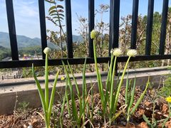 -梨木台悦来客农家院