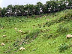 -金盆阿嬷香菇茶叶蛋(玄光店)