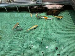 -金河半岛园林酒家(金融城店)