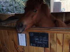 -枫露马术学院(藏书校区)