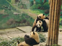 -中国大熊猫保护研究中心雅安碧峰峡基地