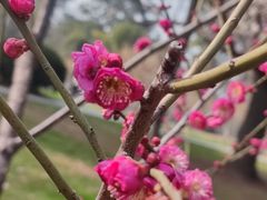 -东湖磨山景区樱花园-停车场