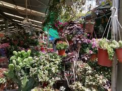 -曲阳花鸟市场(曲阳路店)
