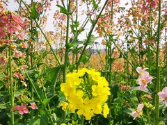 -中国天府农业博览园