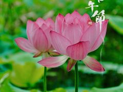 -荷塘月色湿地公园·向阳花洲