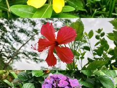 -中国科学院华南植物园