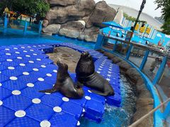 -海合安成都极地海洋公园