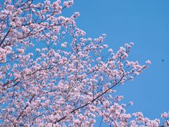 -顾村公园