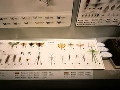 -四川大学博物馆