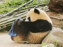 -都江堰中华大熊猫苑