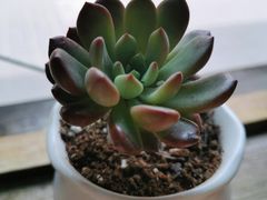 -阿木舂记·特色小吃(平江路店)