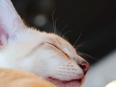 -Cappucimeow猫咪咖啡馆(韦伯时代店)