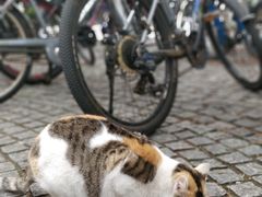 -同济大学(嘉定校区)