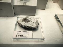 -天津自然博物馆