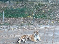 -深圳野生动物园