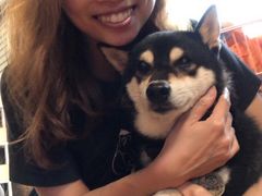 -柴犬高等学院·狗咖·柴犬售卖·宠物训练