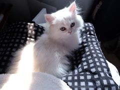 -喵zoo家庭繁育猫舍(尖东智能花园店)