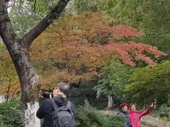 -习家池