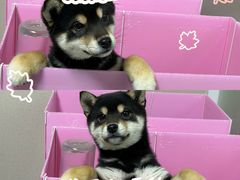 -翊宠yipet猫狗购宠庄园犬舍•猫舍