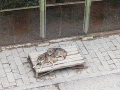 -青藏高原野生动物园
