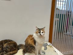 -是阿柴呀！柴犬咖啡·爱喵喵猫咖