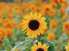 -帽儿山国家森林公园