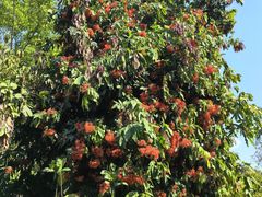 -中国科学院西双版纳热带植物园