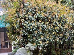 -旅马餐厅(茅家埠店)