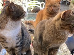 -喵屿·大理花园猫咖