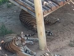 -西霞口神雕山野生动物世界