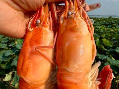 -七的湖·晚芳亭·阳澄湖农家菜·大闸蟹(莲花岛店)